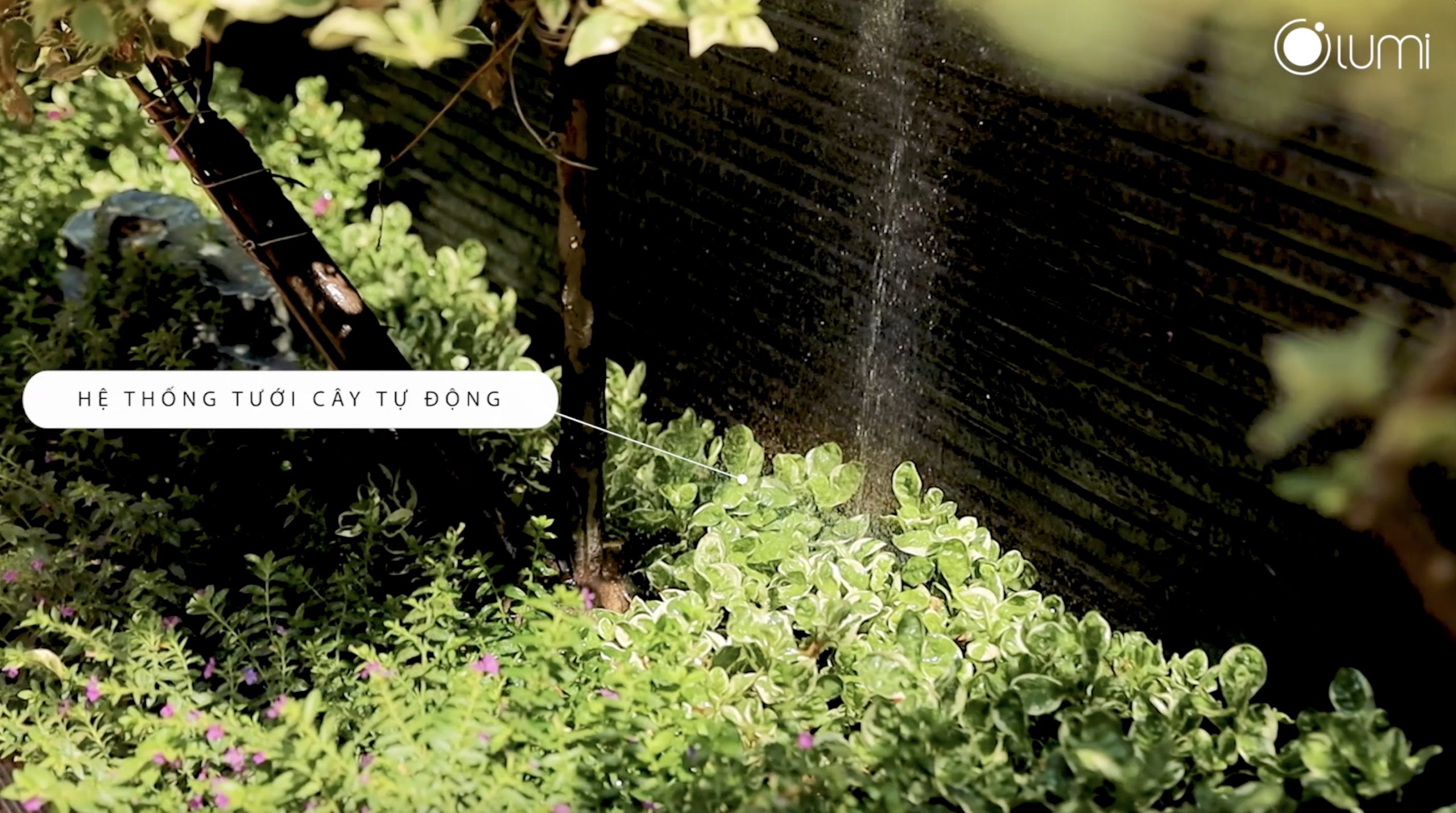 Hệ thống tưới cây tự động vào buổi sáng sớm